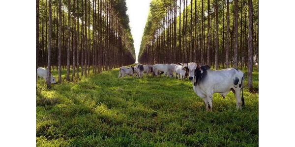 Lorem ipsum dolor sit amet