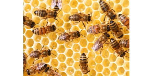 Lorem ipsum dolor sit amet