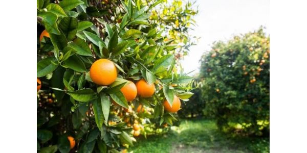 Lorem ipsum dolor sit amet