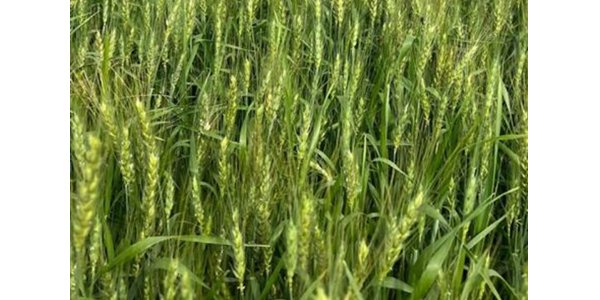 Lorem ipsum dolor sit amet