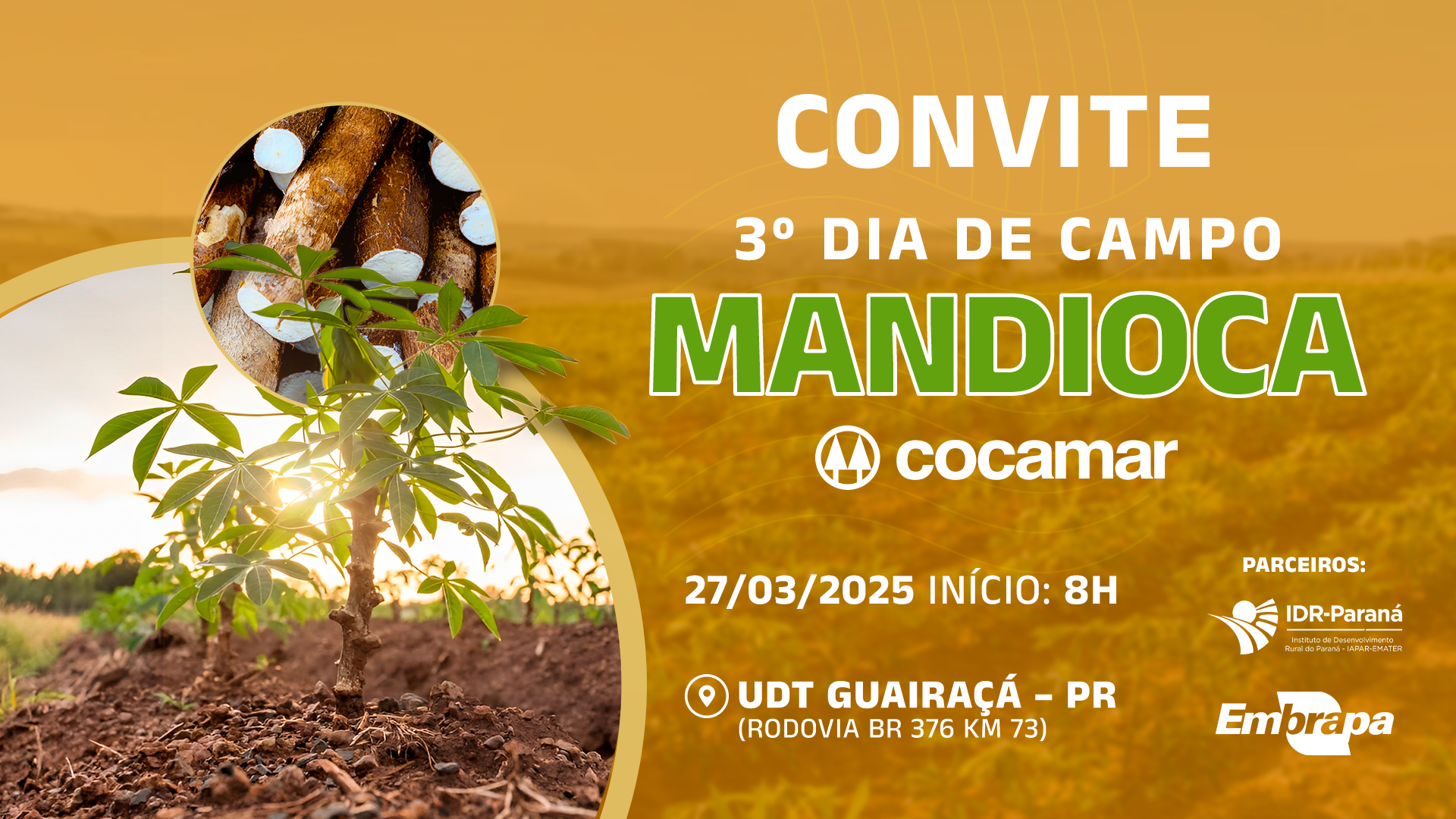 Dia de Campo sobre Mandioca nesta quinta-feira em Guaira&ccedil;&aacute;