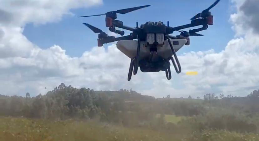 Cocamar testa sobressemeadura de braqui&aacute;ria em lavoura de soja