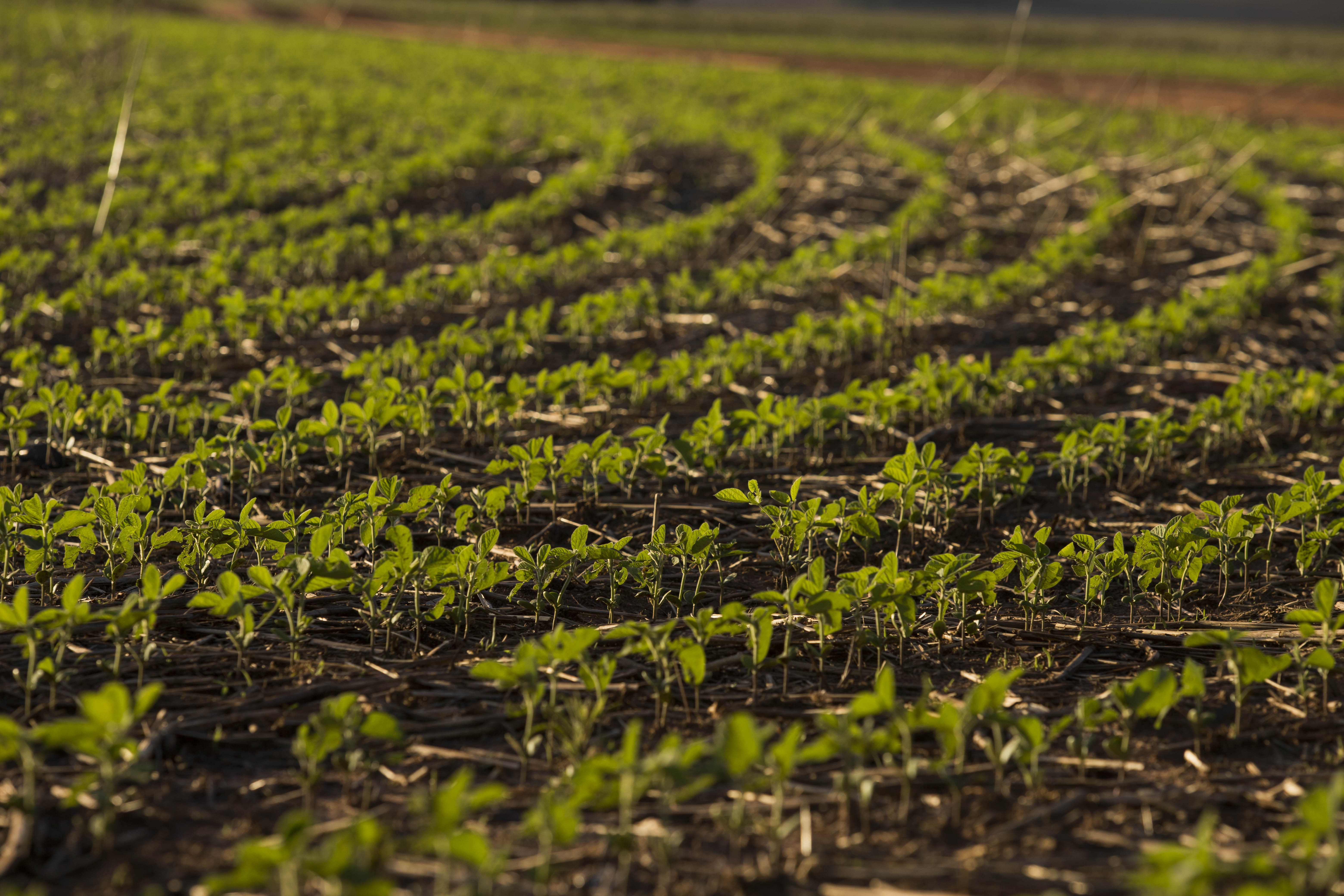 Chuvas dificultam colheita, mas ainda n&atilde;o h&aacute; perdas
