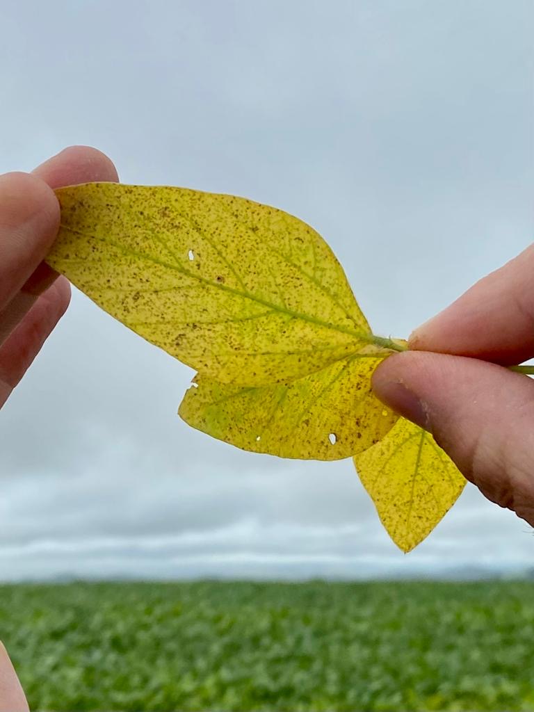 A urg&ecirc;ncia de controlar a ferrugem nas lavouras