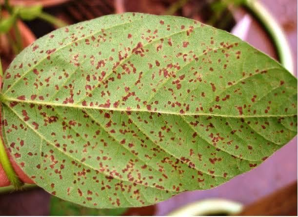 Cons&oacute;rcio Antiferrugem alerta para r&aacute;pido aumento da doen&ccedil;a