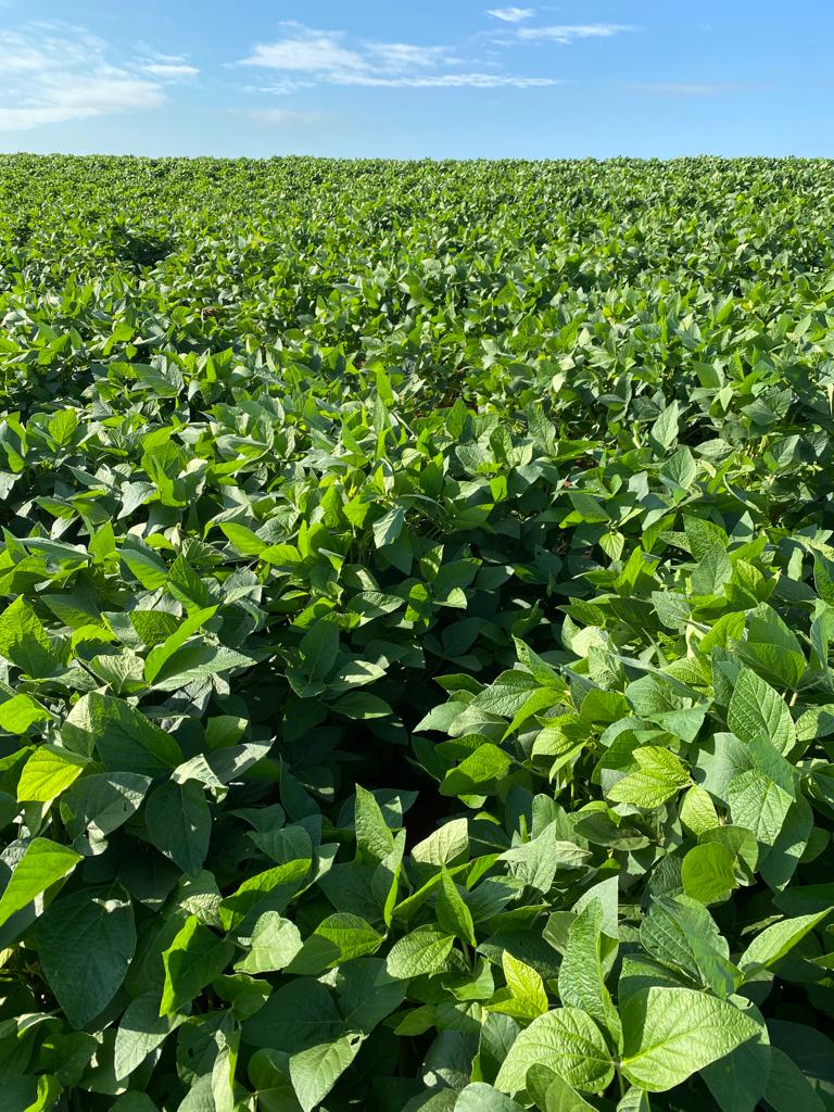 Rally avalia lavouras nas regi&otilde;es noroeste e norte