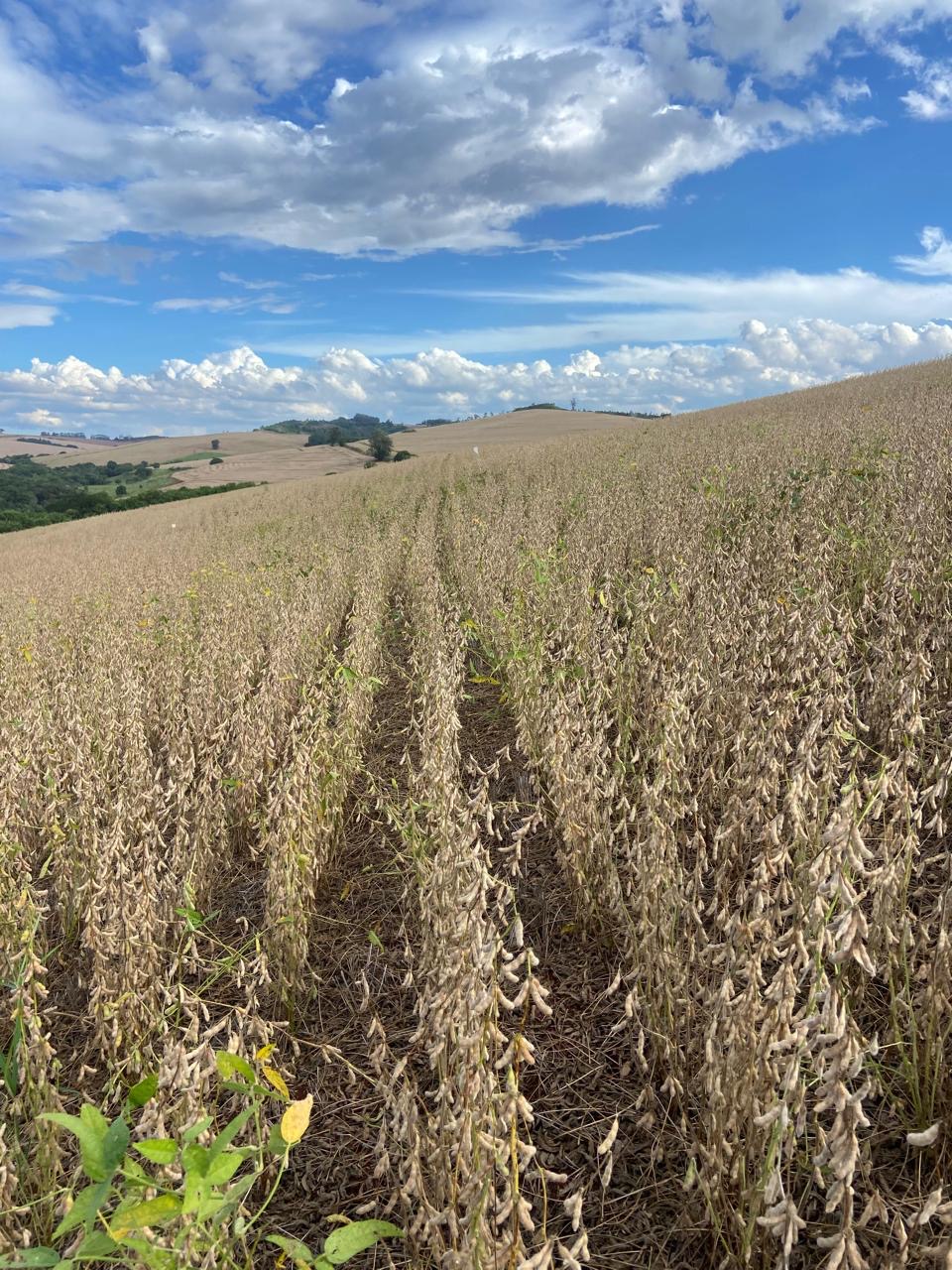 Em Assa&iacute; e Nova F&aacute;tima, no norte do Paran&aacute;, m&eacute;dias de produtividade variam