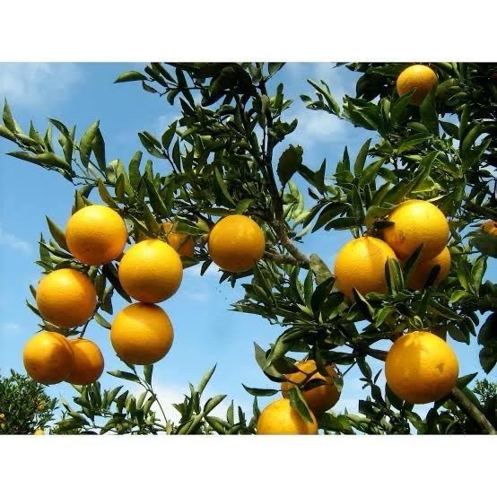 Laranja &eacute; tema de dia de campo nesta ter&ccedil;a-feira em Nova Esperan&ccedil;a 