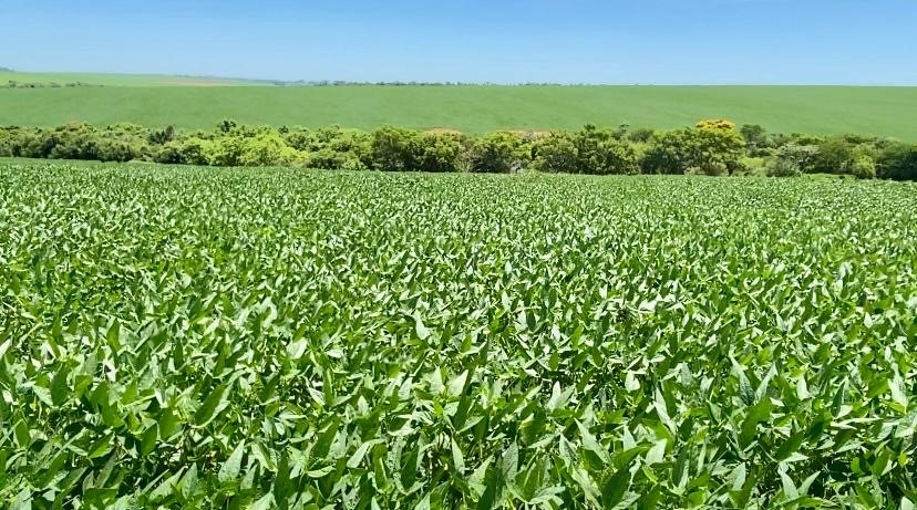 Seguro agr&iacute;cola, uma ferramenta eficaz para o produtor proteger a sua safra