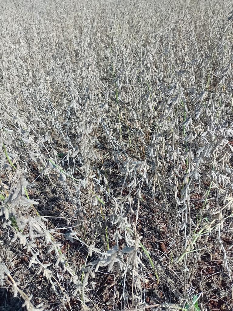 Uma das primeiras colheitas em  Floresta passa de 200 sacas