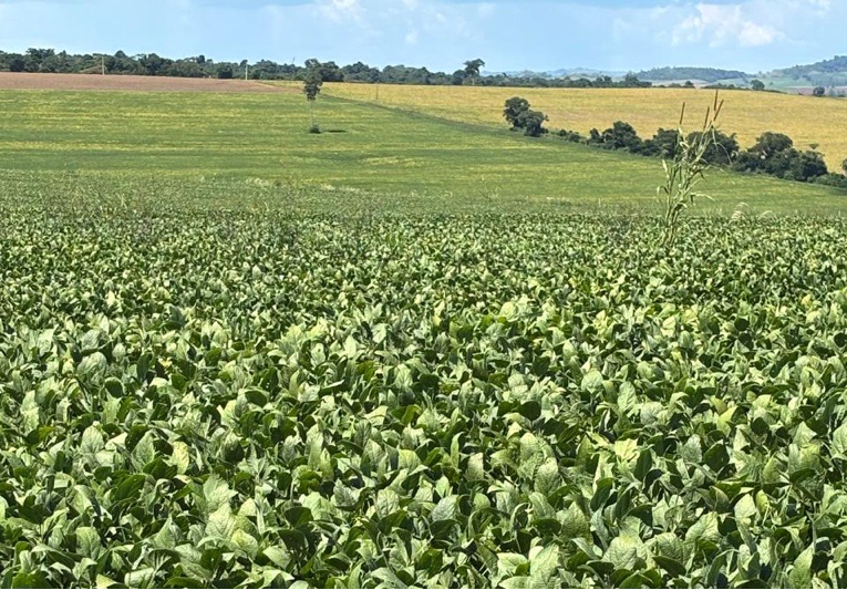 Lavouras de soja apresentam quebramento de hastes em munic&iacute;pios do norte do PR
