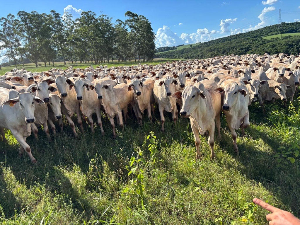 Com integra&ccedil;&atilde;o lavoura-pecu&aacute;ria, produtor amplia a rentabilidade de seus neg&oacute;cios em Londrina