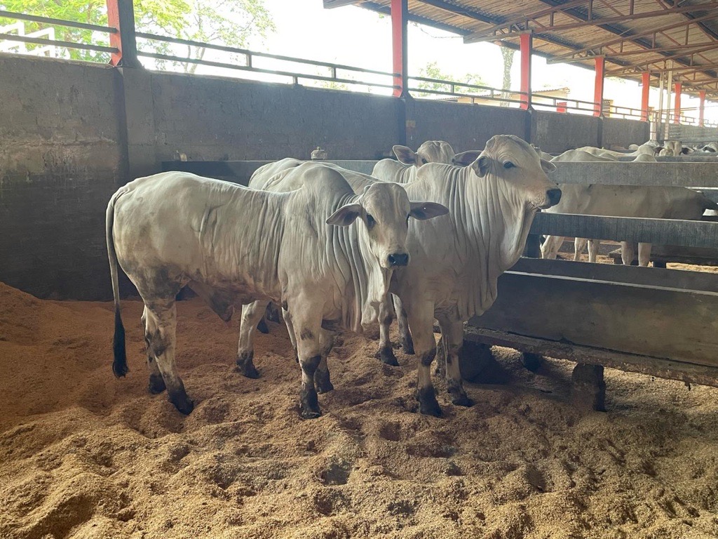Expoing&aacute; 2025: Cocamar participa de Prova de Ganho de Peso