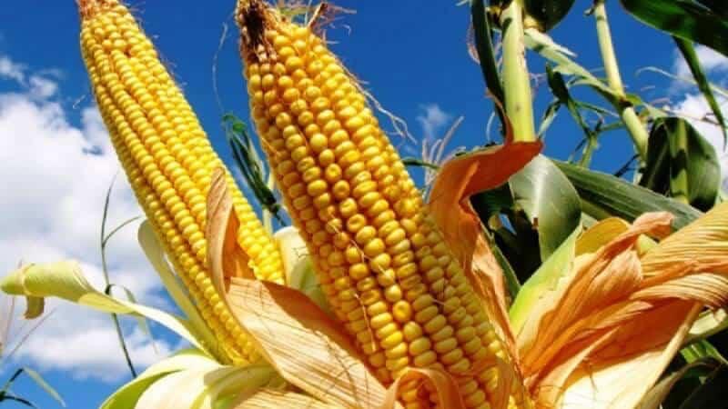 Dia de Campo sobre a cultura do milho nesta quarta-feira em Maring&aacute;