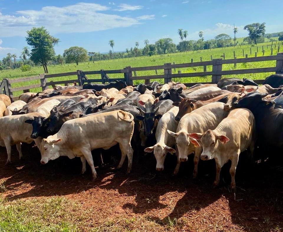 Pecuaristas de Nova Andradina (MS) testam a qualidade da Ra&ccedil;&atilde;o Cocamar  