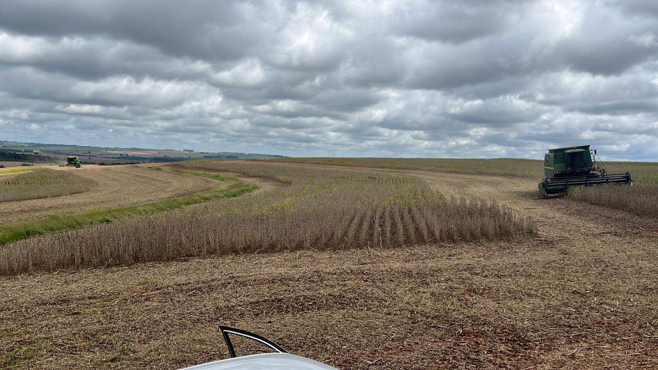 Quebra expressiva de produtividade  nas regi&otilde;es da Cocamar 