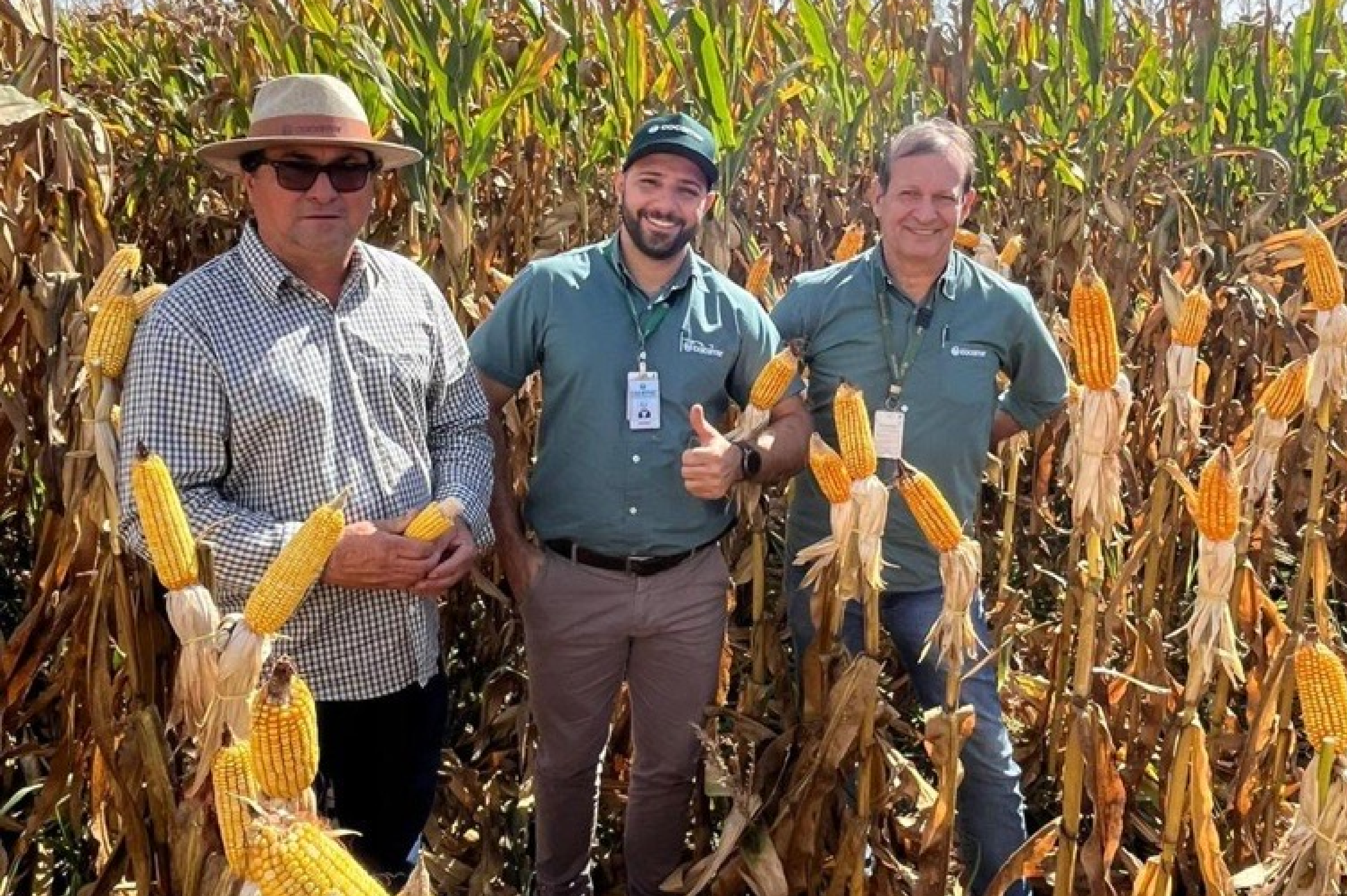 Em Nova Andradina (MS), Cocamar registra a melhor safra de milho de inverno