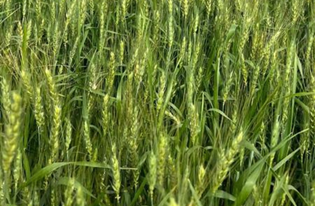 Trigo chama aten&ccedil;&atilde;o em Quer&ecirc;ncia do Norte 