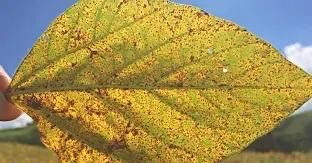 Vazio Sanit&aacute;rio da Soja vai at&eacute; 31 de agosto